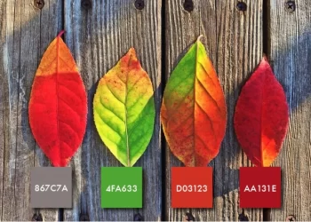 gorgeouspalettescolor_2