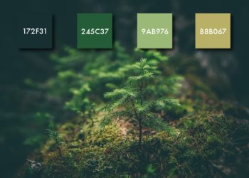 palettecolor_14_1462